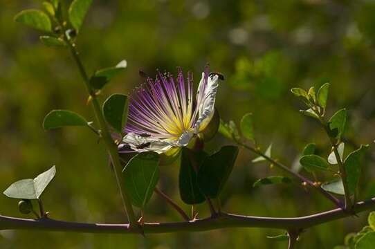 Image de Capparis Linnaeus 1753