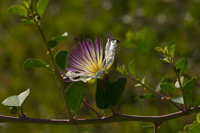 Image de Capparis Linnaeus 1753