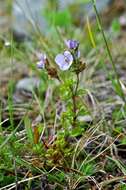 Veronica fruticans Jacq. resmi