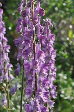 Image of Aconitum septentrionale subsp. septentrionale