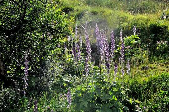 Image of Aconitum septentrionale subsp. septentrionale