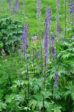 Image of Aconitum septentrionale subsp. septentrionale