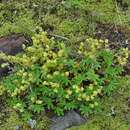 Слика од Alchemilla alpina L.