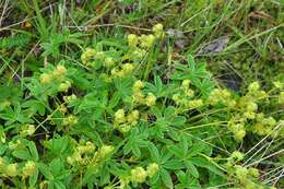 Image of lady's mantle