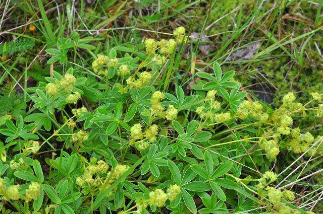 Image of lady's mantle