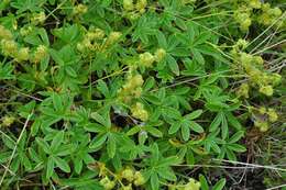 Image of lady's mantle