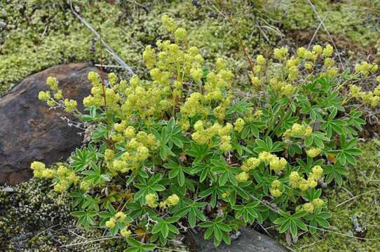 Image of lady's mantle