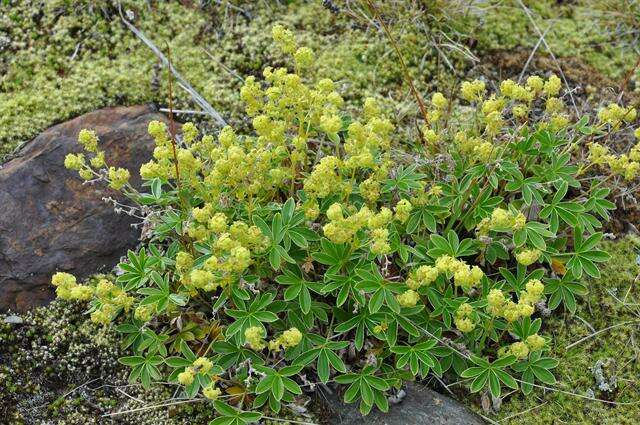 Image of lady's mantle