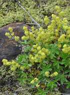 Image of lady's mantle