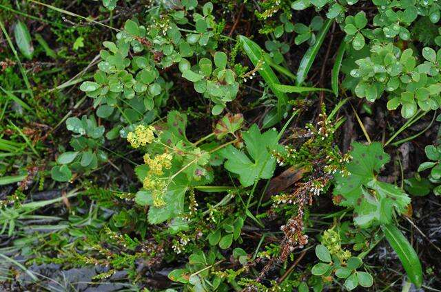 Image of lady's mantle