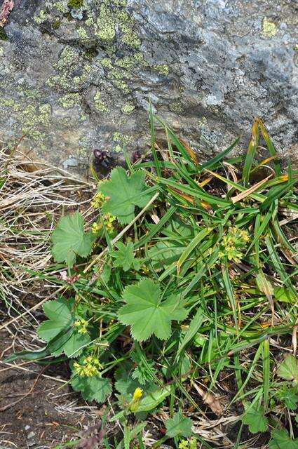 Image of lady's mantle