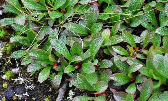 Image of Alpine bearberry