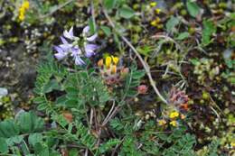 صورة Astragalus alpinus L.