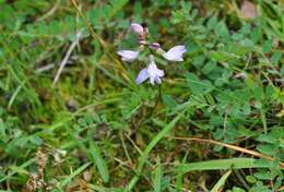 صورة Astragalus alpinus L.