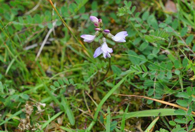 صورة Astragalus alpinus L.