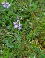 صورة Astragalus alpinus L.