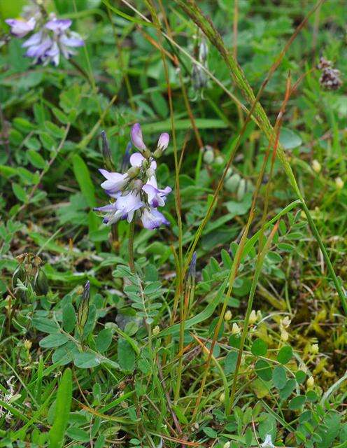 صورة Astragalus alpinus L.