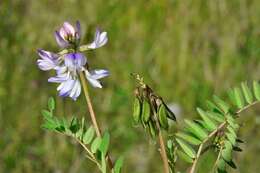 صورة Astragalus alpinus L.