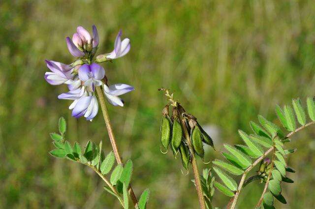 صورة Astragalus alpinus L.