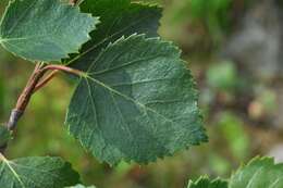 Image de Betula pubescens var. pumila (L.) Govaerts