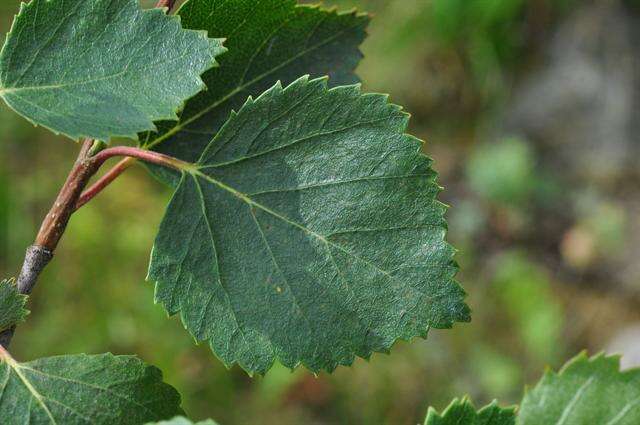 Image of northern birch