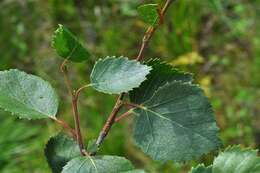 Imagem de Betula pubescens var. pumila (L.) Govaerts