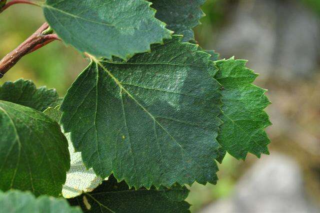 Imagem de Betula pubescens var. pumila (L.) Govaerts