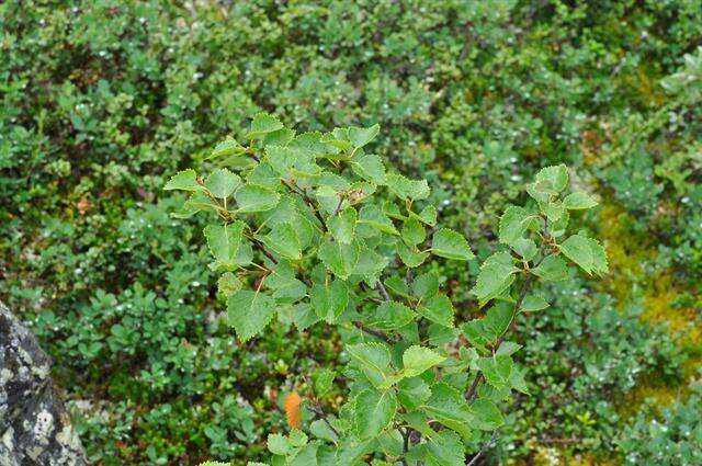 Image of northern birch