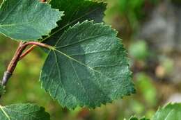 Image of northern birch