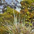 صورة Carex arctogena Harry Sm.