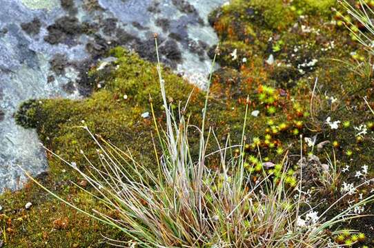 Image de Carex arctogena Harry Sm.