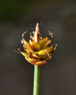 Image de Carex arctogena Harry Sm.