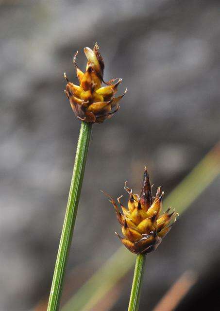 Image de Carex arctogena Harry Sm.