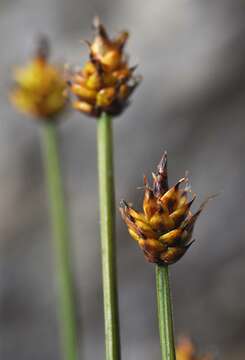 Слика од Carex arctogena Harry Sm.