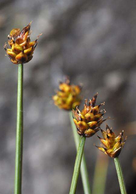 Image de Carex arctogena Harry Sm.