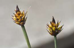 Image de Carex arctogena Harry Sm.