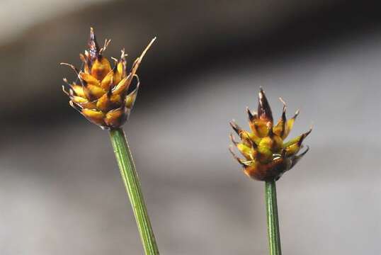 Слика од Carex arctogena Harry Sm.