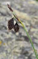 Image of darkbrown sedge