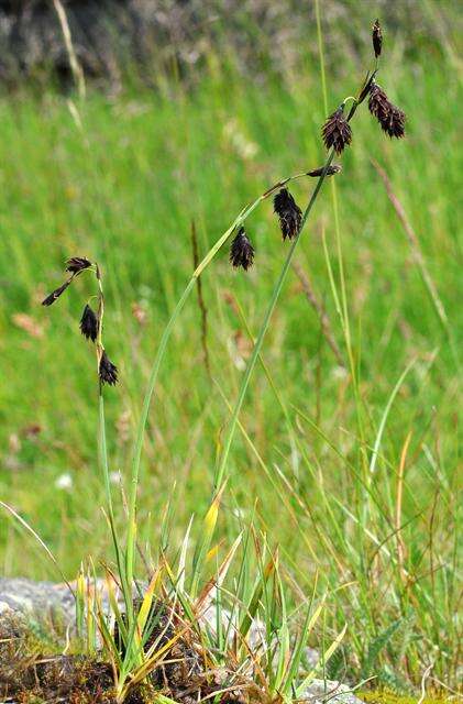 Image of darkbrown sedge