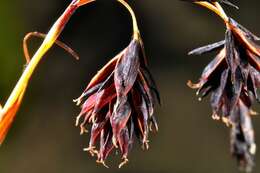 Image of darkbrown sedge