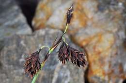 Image of darkbrown sedge