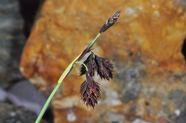 Image of darkbrown sedge