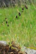 Image of darkbrown sedge