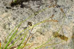 Image of brownish sedge