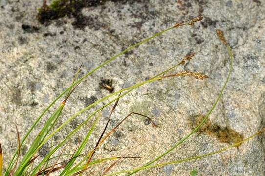 Image of brownish sedge