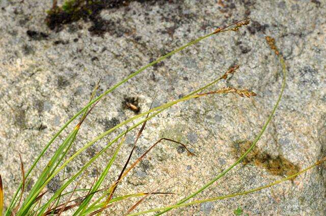 Image of brownish sedge