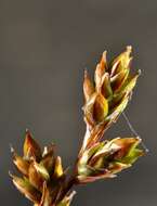 Image of brownish sedge