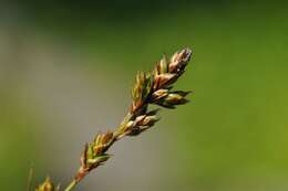 Image of brownish sedge