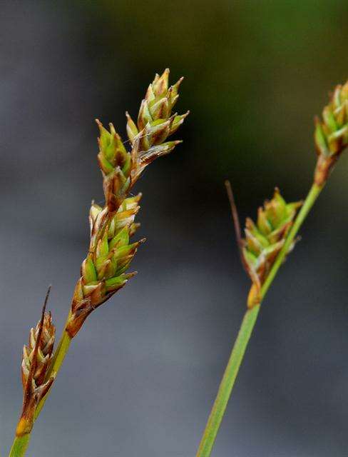 Image of brownish sedge
