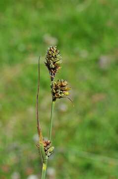 Image of Circumpolar Sedge